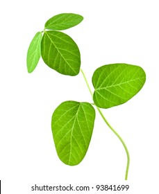 Fresh Soy Leaves Isolated On White