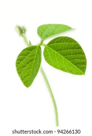 Fresh Soy Leaves Isolated On White