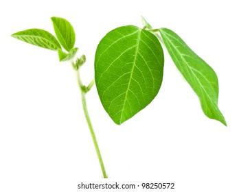 Fresh Soy Leaves Isolated On White