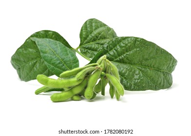 Fresh Soybean With Pod And Leaf