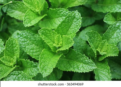 Fresh Spearmint Leaves 