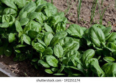 Fresh Spinach, Growing In Garden