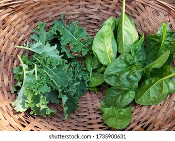 Fresh Spinach And Kale From The Home Garden. 