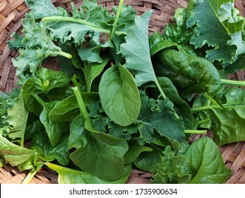 Fresh Spinach And Kale From The Home Garden. 