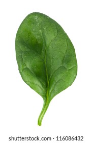 Fresh Spinach Leaf Isolated On White Background