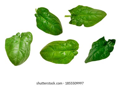 Fresh Spinach Leaf Isolated On White.