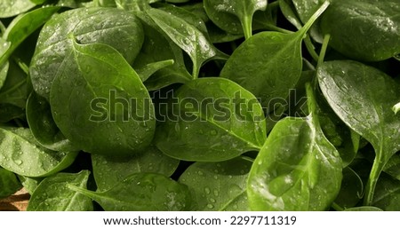 fresh spinach on the table. green spinach leaves close up. healthly food. salad ingredient. drops of water on green leaves.