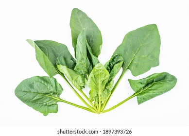 Fresh Spinach On White Background