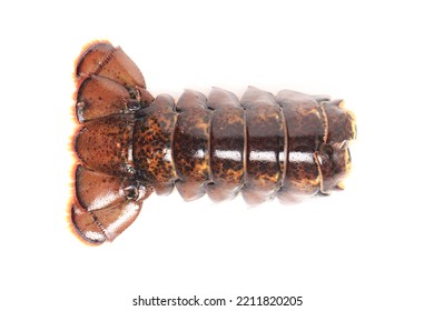 Fresh Spiny Lobster Isolated On White Background, Lobster Tail, Sliced Ready To Cook