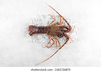 Fresh Spiny Lobster Or Sea Crayfish On Crash Ice, Preparation For Cooking Common Mediterranean Lobster On Concrete Gray Background, View From Above, Close Up