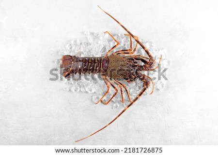 Fresh spiny lobster or sea crayfish on crash ice, preparation for cooking common Mediterranean lobster on concrete gray background, view from above, close up