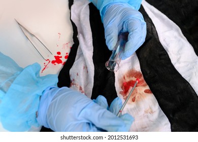 Fresh Splatter Of Blood On White Table, Stains On Tissue At Crime Scene, Blood Sample Collection Tube, Forensic Scientist Examining Samples, Forensic Medical Examiner Work Concept, Police Laboratory