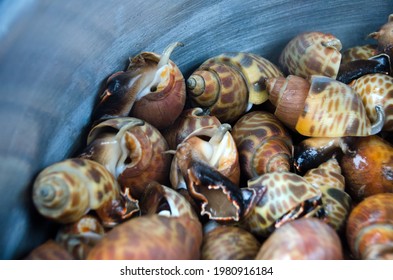 Siput beliung