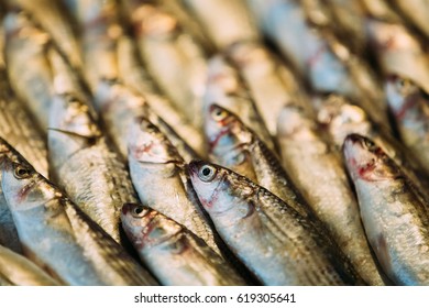 Fresh Sprat Fish On Display On Ice On Market Store Shop. Seafood Fish Background. A Sprat Is The Common Name Applied To A Group Of Forage Fish Belonging To The Genus Sprattus In The Family Clupeidae. - Shutterstock ID 619305641