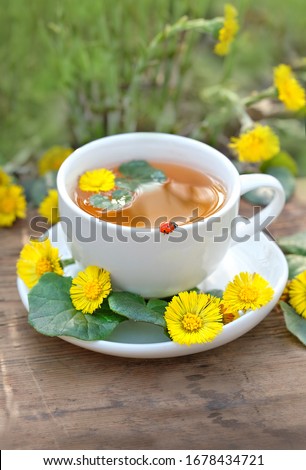 Fresh spring coltsfoot flowers, ladybug and tea cup in garden. Healing herbal infusion with Medicinal plant Coltsfoot. Tussilago farfara.