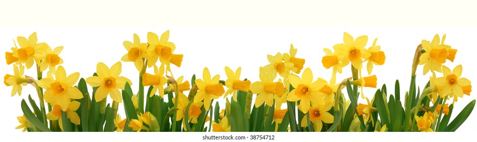 Fresh spring daffodils border isolated on white