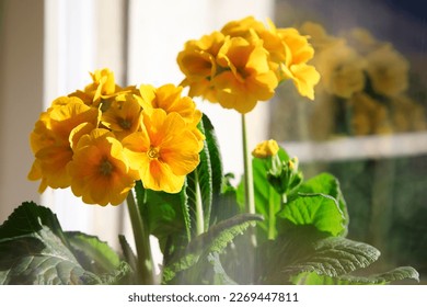 Fresh spring flower primula elatior, golden yellow flowers indoors. Primrose flower head close-up with green leaves, spring potted plant.