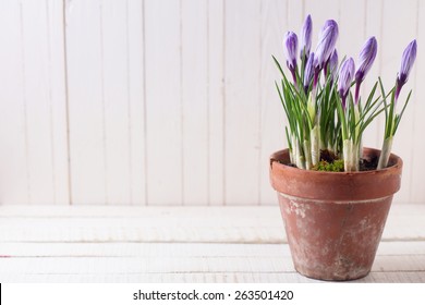 Fresh Spring Flowers Crocuses In Old Terracotta Pot  On White Wooden Table. Still Life Photo. Selective Focus. 