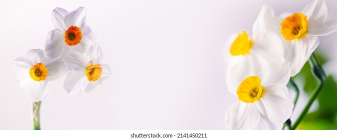 Fleurs de printemps fraîches sur fond blanc clair, bannière panoramique