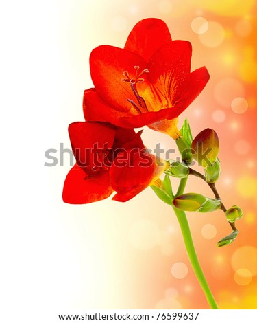 Similar – Image, Stock Photo coloured flowers