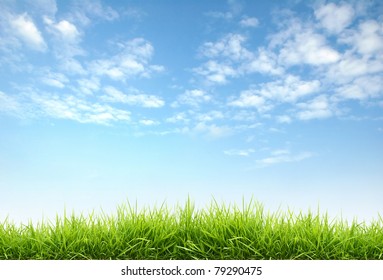 Fresh Spring Grass With Blue Sky