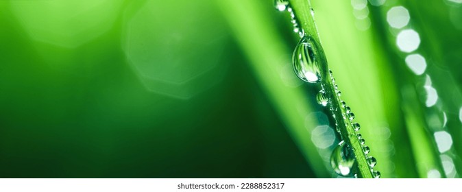 Fresh spring grass covered with morning dew drops. Vibrant colors with shallow dof and shiny water droplets. Showing freshness of spring, environmentally conscious, or other nature backgrounds. - Powered by Shutterstock
