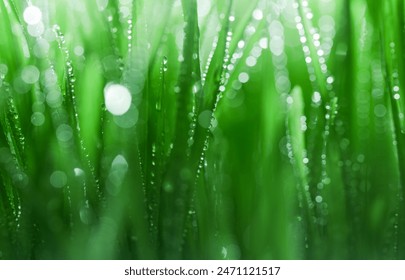 Fresh spring grass covered with morning dew drops. Vibrant colors with shallow dof and shiny water droplets. Showing tranquility of spring, environmentally conscious, or Earth day nature backgrounds. - Powered by Shutterstock