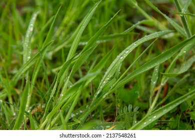 Fresh Spring Grass With Silver Raindrops