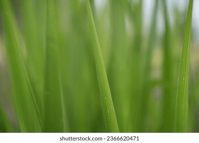 Fresh spring green grass in the meadow under sunny day. grass in the meadow as natural background concept - Shutterstock ID 2366620471