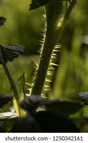 Fresh Spring Growth Bramble Thorns