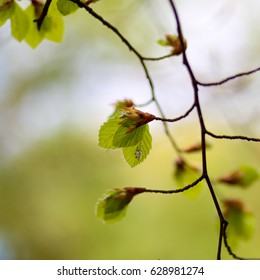 Fresh Spring leaves of a common beech (Fagus sylvatica), leaf shoot