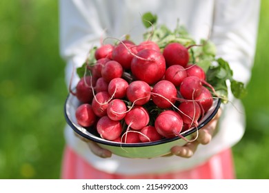 Fresh spring radish in children's hands, garden vegetables. - Shutterstock ID 2154992003