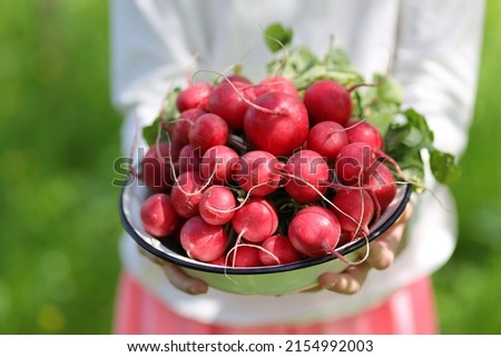 Fresh spring radish in children's hands, garden vegetables.