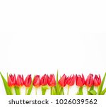 Fresh spring red tulip flowers on white background. Flat-lay. Negative space.