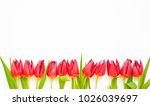 Fresh spring red tulip flowers on white background. Flat-lay. Negative space.