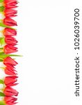 Fresh spring red tulip flowers on white background. Flat-lay. Negative space.