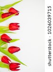 Fresh spring red tulip flowers on white background. Flat-lay. Negative space.