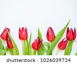 Fresh spring red tulip flowers on white background. Flat-lay. Negative space.