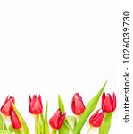 Fresh spring red tulip flowers on white background. Negative space.