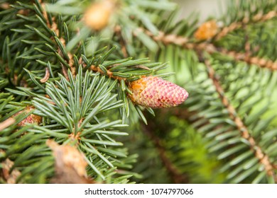 Fresh Spring Tips Growing On A Silver Spruce Tree