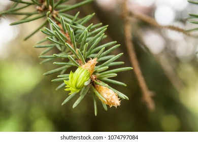 Fresh Spring Tips Growing On A Silver Spruce Tree