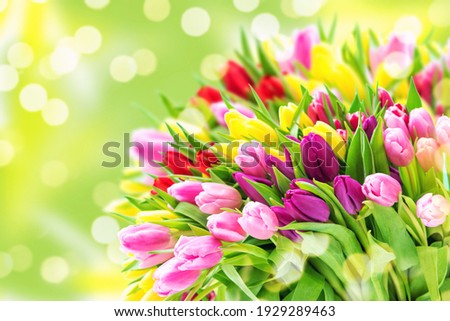 Fresh spring tulip flowers bouquet on blurred background