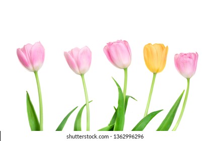 Fresh Spring Tulips Flowers in a row isolated on a white background - Shutterstock ID 1362996296