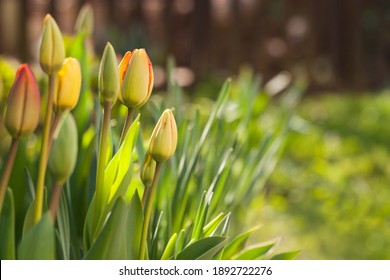 Fresh spring yellow tulips with green blur background. Easter time nature closeup.