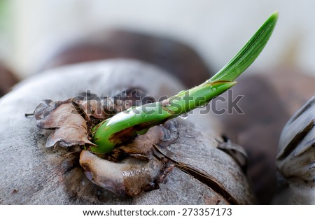 A fresh sprout of coconut tree, It start from mother coconut to growing in future.
