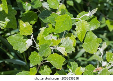 Fresh sprouts of the white poplar, or silverleaf poplar with young leaves, fragment close-up in selective focus - Shutterstock ID 2056838858