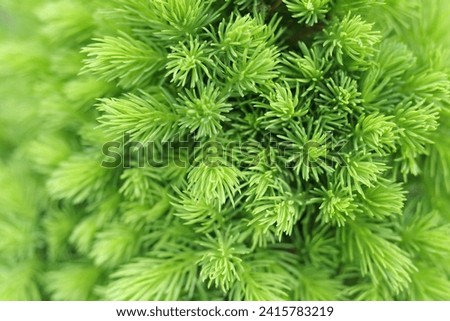Fresh spruce branch in spring forest. Fir branches with fresh green shoots. Young growing fir tree sprouts on branch. Green buds. Natural coniferous background texture. Spring nature. Tree twig