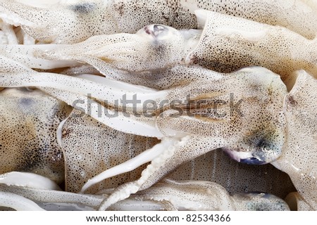 Fresh squid