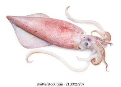Calamar fresco aislado en fondo blanco, calamar aislado en blanco con sendero de recorte.
