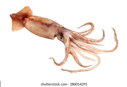 Fresh Squid Isolated On White Background 